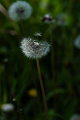 summer picture, summer mood, close-up of a broken dandelion head, deflated dandelion,