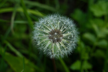 summer picture, summer mood, close-up of a whole fluffy dandelion