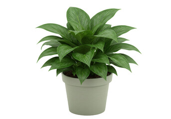 Lush green potted plant with vibrant leaves, set against a neutral background