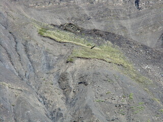 lizard on the rock