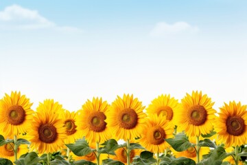 Fototapeta premium Sunflowers field backgrounds outdoors nature.