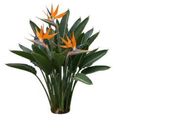 Vibrant orange bird of paradise flowers blossoming amidst lush green foliage