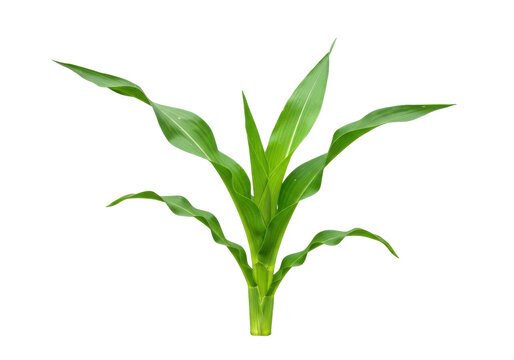 Fototapeta Lush green plant with vibrant leaves against a transparent background, ideal for nature themes