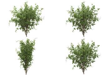 Fototapeta premium Four lush green bushes arranged in a symmetrical pattern against a transparent background
