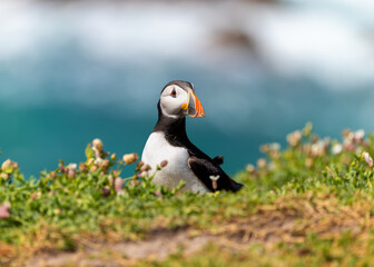 Cute Atlantic puffin seabird "Fratercula arctica" showing its colorful red orange beak or bill while standing behind green grass on cliff. Blurred sea beyond bird, Saltee Islands, Wexford, Ireland