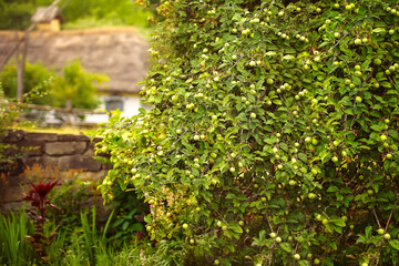 A lush green apple tree full of unripe fruits in a vibrant countryside garden, with a rustic stone wall and a thatched-roof house blurred in the background. Peaceful rural summer atmosphere.