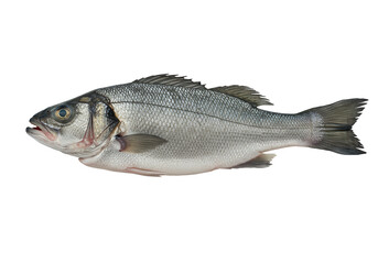 Fototapeta premium Freshly caught fish displayed on a clean surface, showcasing its natural sheen and details