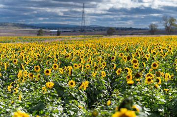 Vibrant Sunflower Field Under a Cloudy Sky