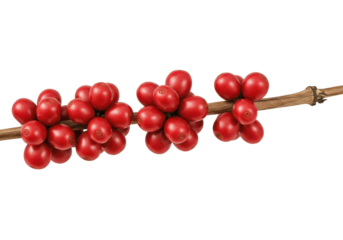Vibrant red coffee cherries on a branch, showcasing natural growth and ripeness