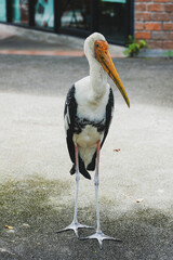 The painted stork (Mycteria leucocephala) is a large wader in the stork family. It is found in the wetlands of the plains of tropical Asia south of the Himalayas and extending into Southeast Asia.