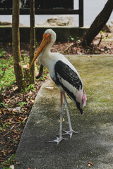 The painted stork (Mycteria leucocephala) is a large wader in the stork family. It is found in the wetlands of the plains of tropical Asia south of the Himalayas and extending into Southeast Asia.
