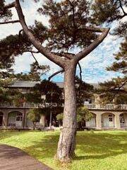 japanese garden in japan