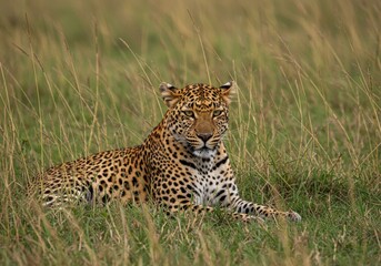 Obraz premium A leopard lounges in the high branches, its golden eyes watching intently—grace, stealth, and untamed beauty in the heart of the wild.