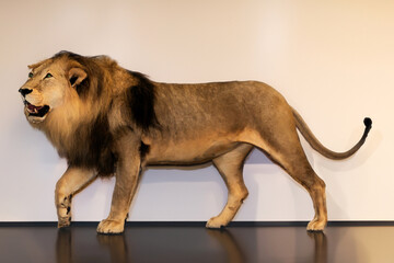 Large taxidermy male African lion on interior wooden floor