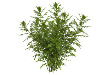 Lush green shrub with dense foliage, set against a blurred natural background