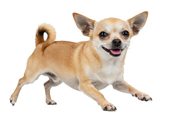 Playful Chihuahua running joyfully in a bright, cheerful setting with a blurred background