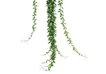 Lush green vines cascading down from a trellis in a serene garden setting