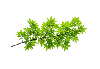 Lush green branch with vibrant leaves, isolated on a clean background for nature-themed use