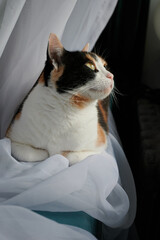 Kotka domowa, niewychodząca, obserwująca ptaki za oknem