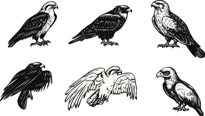 Set of six eagles in different poses vector illustrations isolated on white background concept for print web design banner poster sticker card and textile design