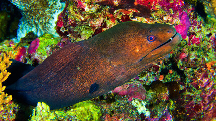 Giant Moray, Gymnothorax javanicus, Reef Building Corals, Coral Reef, South Ari Atoll, Maldives, Indian Ocean, Asia