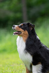 Australian Shepherd Dog with Shiny Black Coat and White Chest Posing Outdoors on a Sunny Day