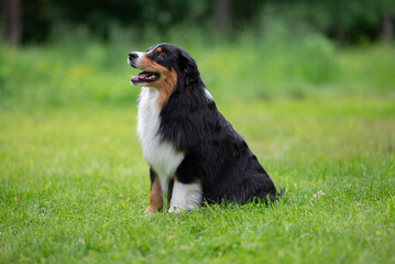 Australian Shepherd Dog with Shiny Black Coat and White Chest Posing Outdoors on a Sunny Day