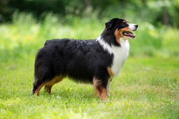 Australian Shepherd Dog with Shiny Black Coat and White Chest Posing Outdoors on a Sunny Day