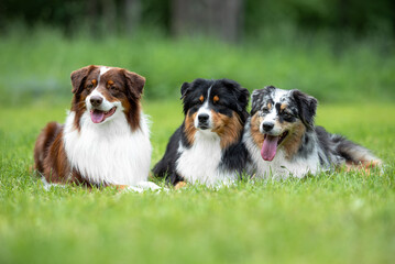 Beautiful Australian Shepherd Dogs Lying Together on Green Grass in Summer Park - Close-up Pet Portrait in High Quality