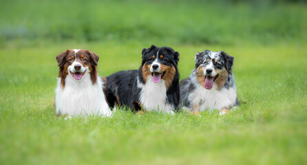 Beautiful Australian Shepherd Dogs Lying Together on Green Grass in Summer Park - Close-up Pet Portrait in High Quality