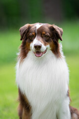 Beautiful Australian Shepherd Dog with Fluffy White Chest Posing Outdoors. Close-up Pet Portrait in High Quality with Natural Green Background.