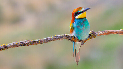 Bee-eater, Merops apiaster, Mediterranean Forest, Castilla y Leon, Spain, Europe
