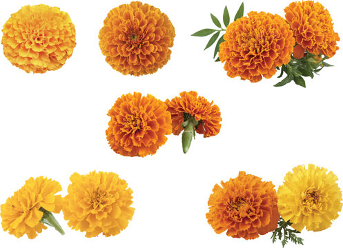 Marigold flowers
