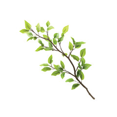 Branch of fresh green leaves: A simple and elegant branch displays fresh, vibrant green leaves, the embodiment of spring's renewal and nature's pure beauty.