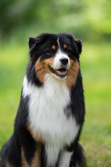 Australian Shepherd Dog with Shiny Black Coat and White Chest Posing Outdoors on a Sunny Day