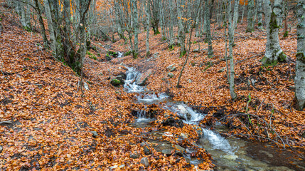 Stream Beech Forest, Hayedo de la Pedrosa Natural Protected Area, Beech Forest Autumn Season, Fagus sylvatica, Riofrío de Riaza, Segovia, Castilla y León, Spain, Europe