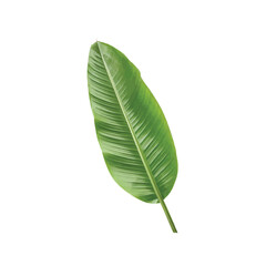 Obraz premium Vibrant Banana Leaf: A close-up image reveals the intricate patterns and rich green hues of a single banana leaf, a symbol of tropical beauty and natural elegance.