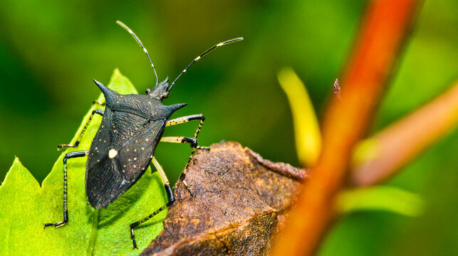 Shield Bug, Chust Bug, Heteroptera, Hemiptera, Corcovado National Park, Osa Conservation Area, Osa Peninsula, Costa Rica, Central America