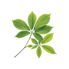 Green Leaves: A vibrant display of lush green leaves, radiating freshness and vitality, captured in a stunning close-up against a clean backdrop.