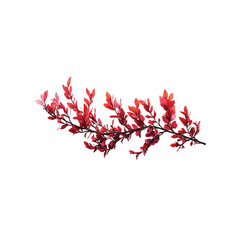 Crimson Branch: An exquisite display of vibrant red leaves adorning a slender branch, embodying the essence of autumn's splendor.