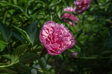 Bright pink peony in full bloom with green foliage on blurred garden background