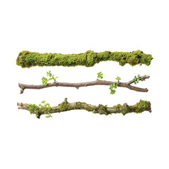 Branches adorned with life's touch: Three unique branches, a study in textures and life, each a testament to nature's intricate artistry. The top is a study of moss.