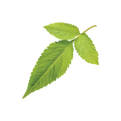 Serene Green Leaf: A close-up shot of a vibrant, green leaf showcases intricate textures, delicate details, and the natural beauty of the plant.