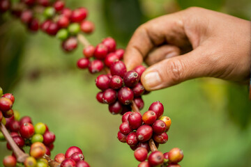 Farmer concept harvest hand ripe coffee seed robusta arabica berry close up fresh green leaf bean...