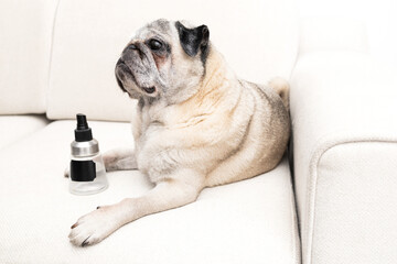 Pug Dog at Home Sitting on Sofa with Bottle Representing Natural Pet-Safe Cleaning or Anti-Parasite...