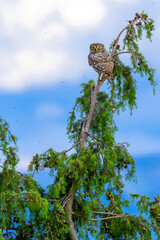 Little Owl, Athene noctua, Mediterranean Forest, Castilla y Leon, Spain, Europe
