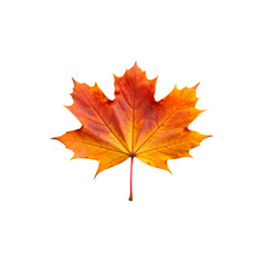 A vibrant maple leaf with red, orange, and yellow hues showcasing intricate veins and a pointed, lobed shape.