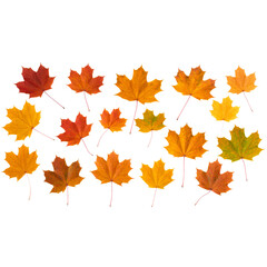 Obraz premium A collection of various maple leaves in shades of red, orange, yellow, and green, showcasing autumn colors and natural leaf shapes.