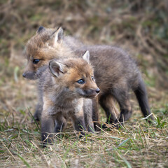 Red Fox kits
