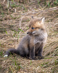 Red Fox Kit